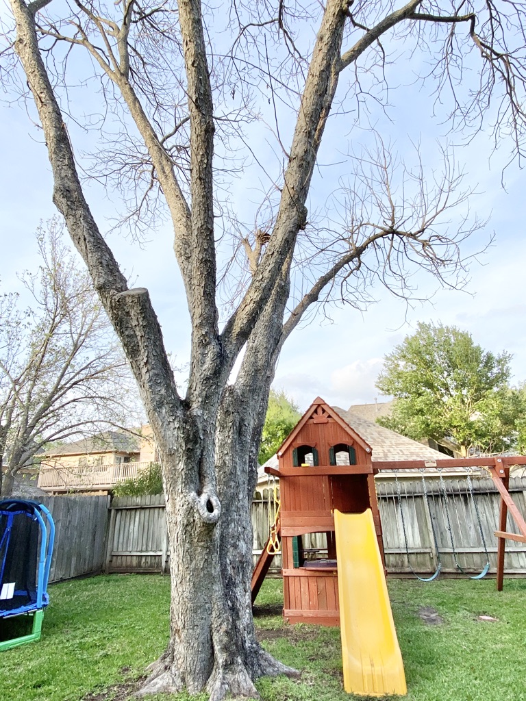 texas pecan tree with swings in the background