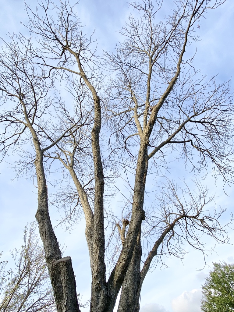 texas pecan tree