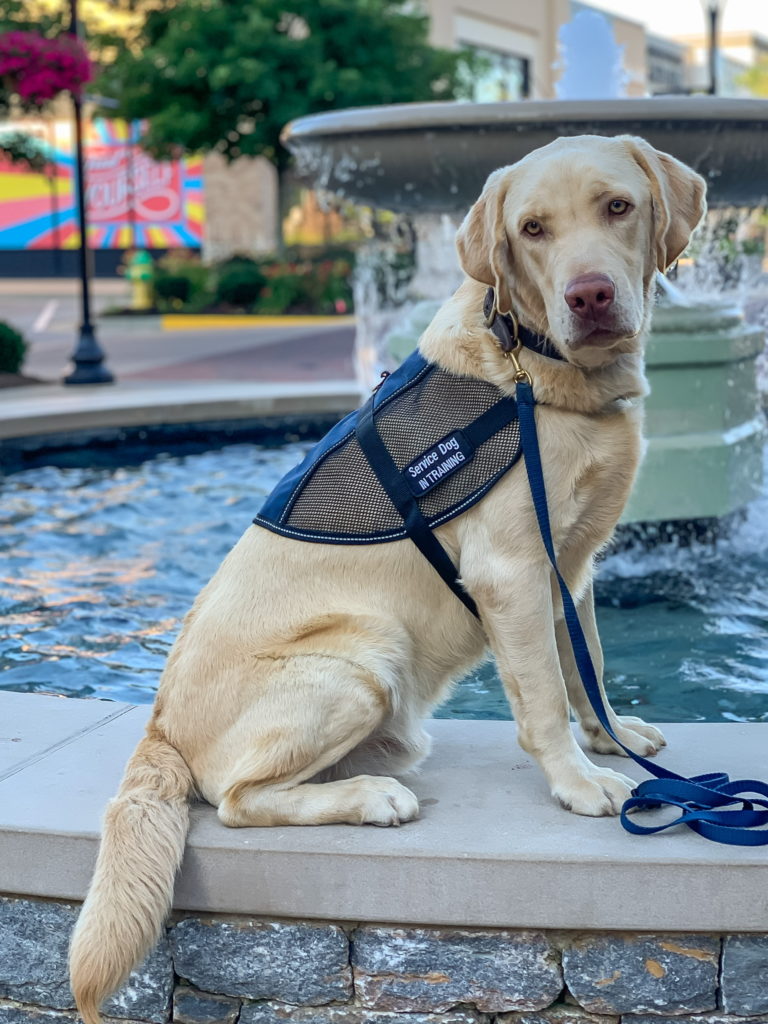 diabetes service dog in training